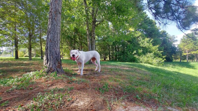 Mason Park #4 - Houston, TX