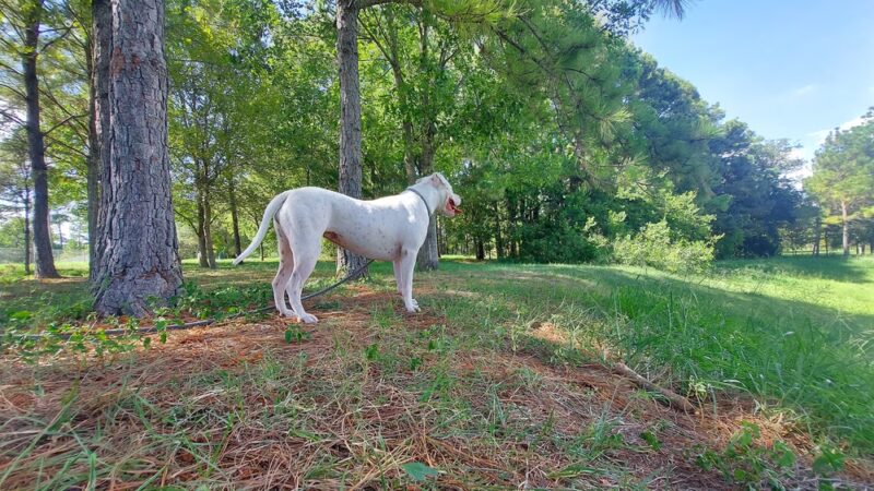 Mason Park #4 - Houston, TX