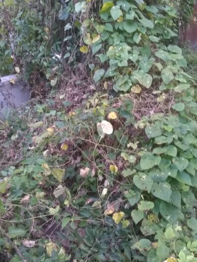 McCullough Park - Houston, TX