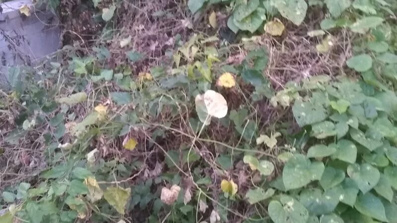 McCullough Park - Houston, TX