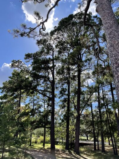 Memorial Park - Houston, TX