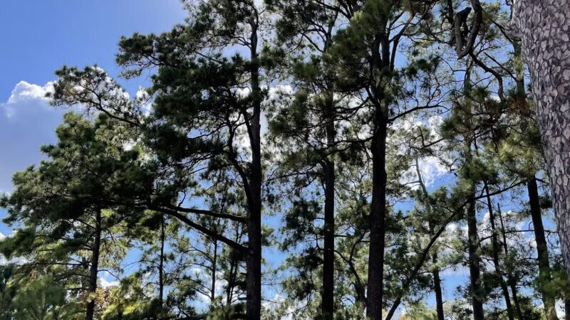 Memorial Park - Houston, TX