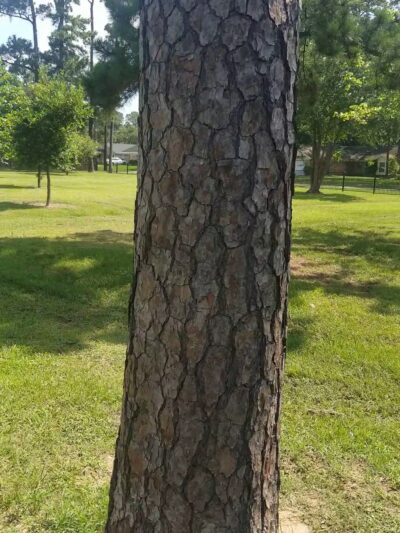 Nob Hill Park - Houston, TX