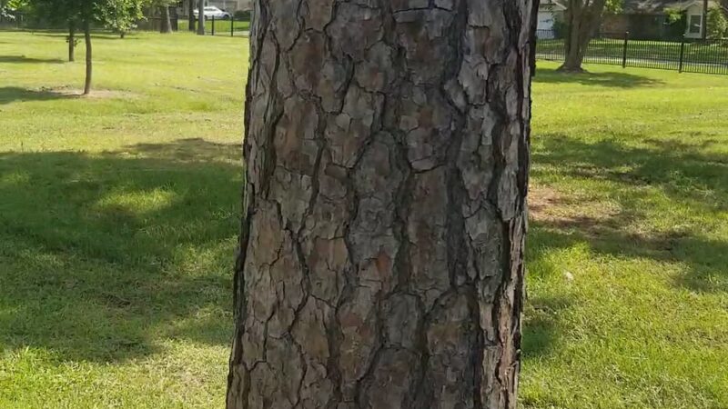 Nob Hill Park - Houston, TX