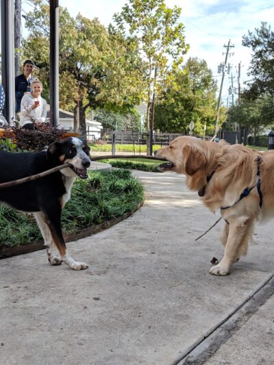 Park for Humans and Dogs - Houston, TX