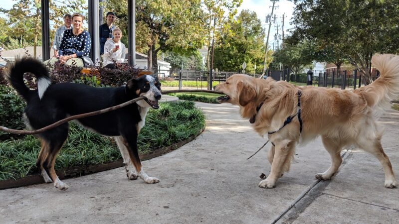 Park for Humans and Dogs - Houston, TX