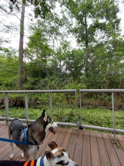 Parque lindo - Houston, TX