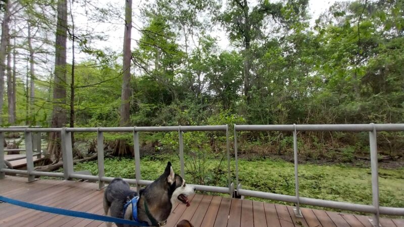 Parque lindo - Houston, TX
