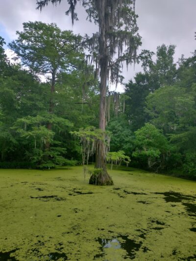 Parque lindo - Houston, TX