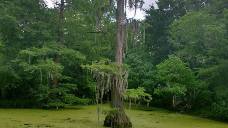 Parque lindo - Houston, TX