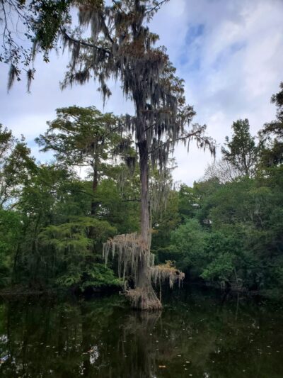 Ponderosa Walking Park - Houston, TX