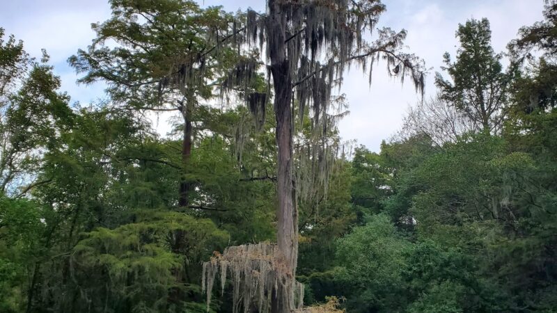 Ponderosa Walking Park - Houston, TX