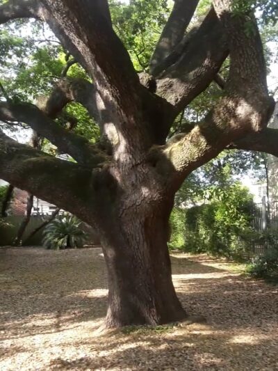 Shiffick (Peggy H.) Park - Houston, TX