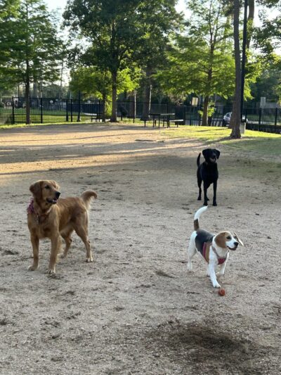 Tanglewood Park - Houston, TX