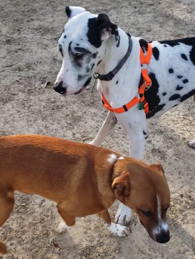 TC Jester Dog Park - Houston, TX