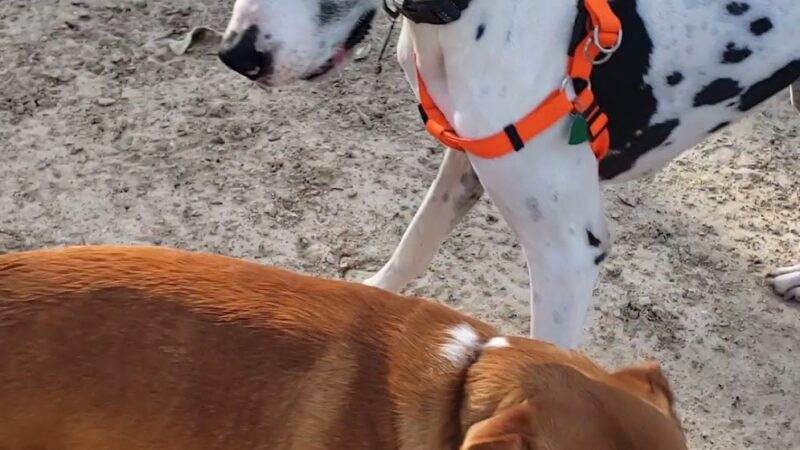 TC Jester Dog Park - Houston, TX