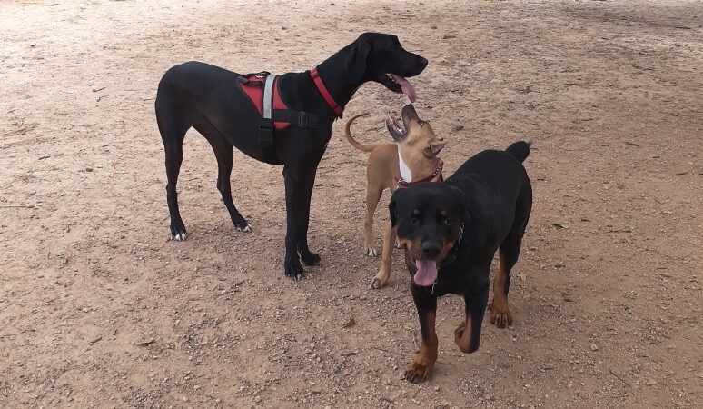 TC Jester Dog Park - Houston, TX