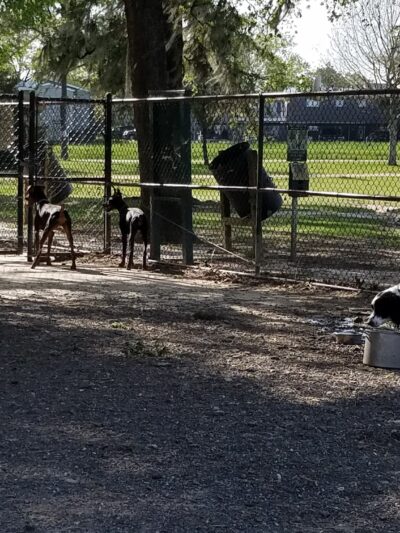TC Jester Dog Park - Houston, TX
