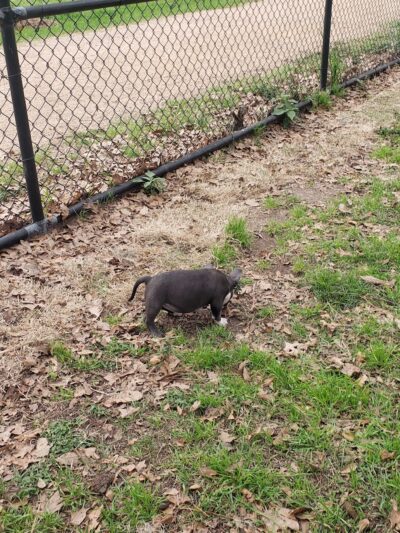 TC Jester Dog Park - Houston, TX