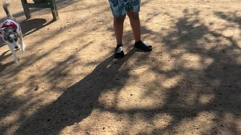 Woodchase Dog Park - Houston, TX