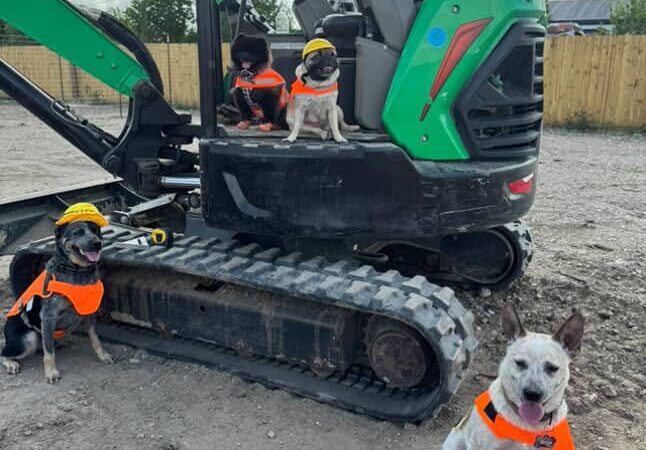 Zoomies - Houston, TX
