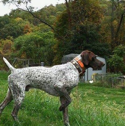 Warriors Mark Wingshooting - Houtzdale, PA