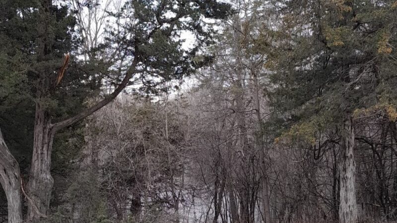 Bill Anderson Memorial County Park - Howard Lake, MN