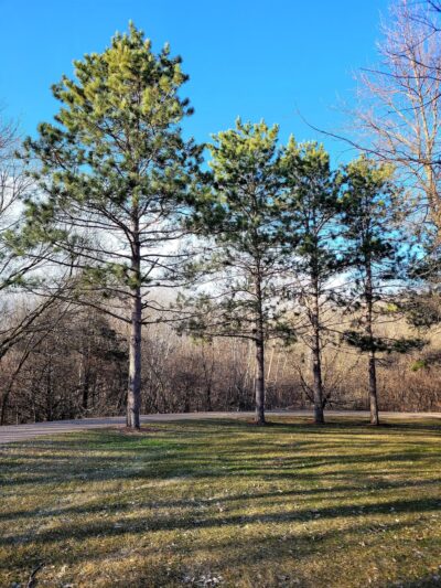 Bill Anderson Memorial County Park - Howard Lake, MN