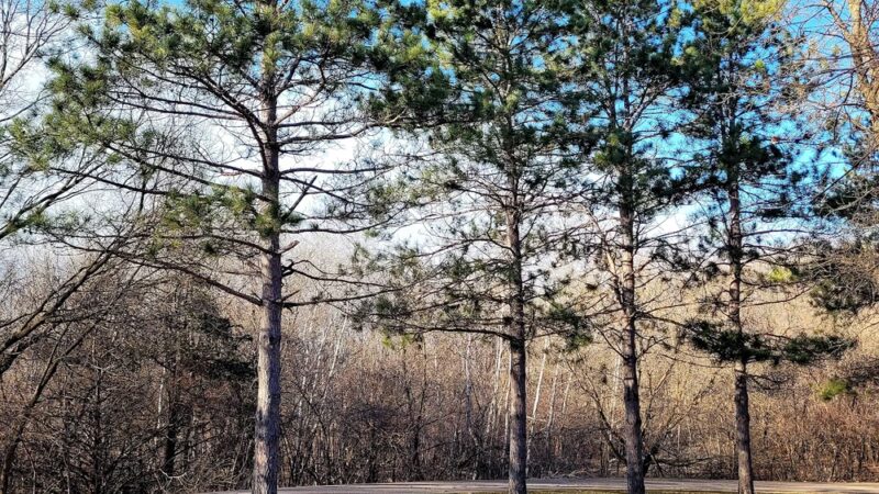 Bill Anderson Memorial County Park - Howard Lake, MN