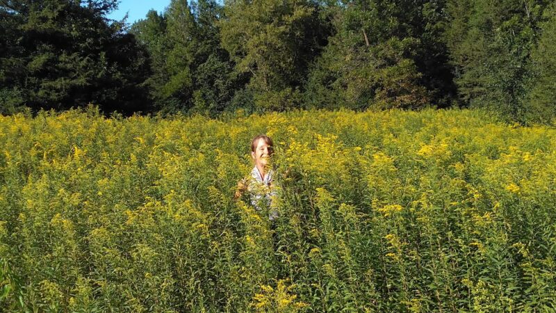 Bill Anderson Memorial County Park - Howard Lake, MN