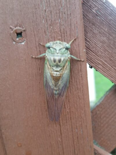 Game Fish & Parks Department - Howard, SD