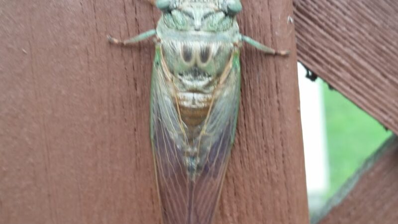 Game Fish & Parks Department - Howard, SD