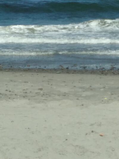 Daddy's Dogs - Hull, MA