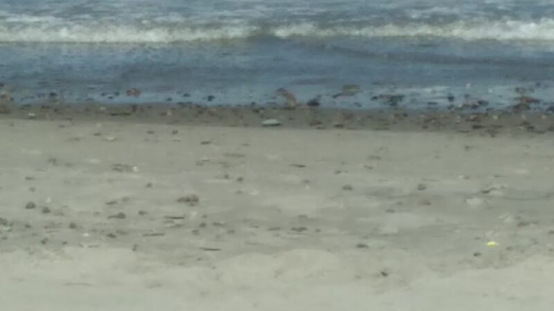 Daddy's Dogs - Hull, MA