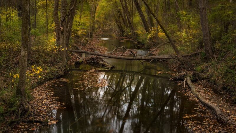 Bicentennial Woods - ACRES Land Trust - Huntertown, IN