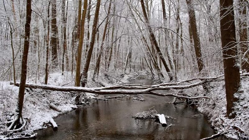 Bicentennial Woods - ACRES Land Trust - Huntertown, IN