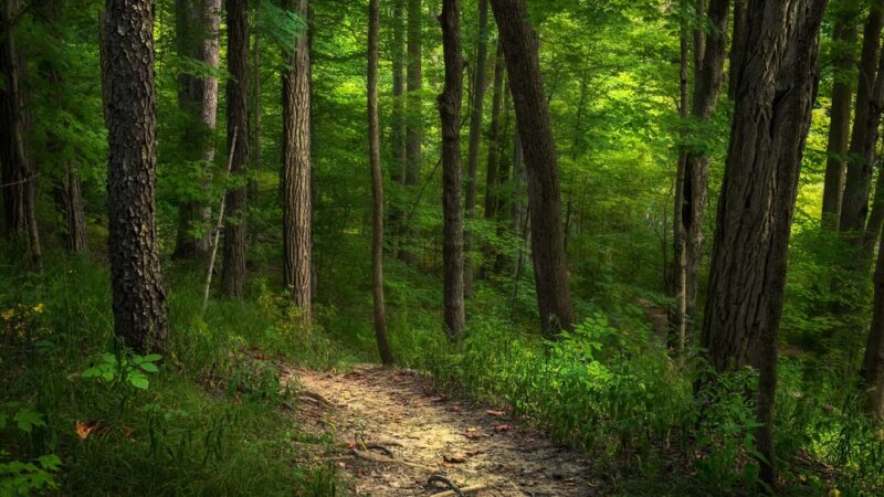 Tom & Jane Dustin, Robert and Rosella C. Johnson, Whitehurst Nature Preserves - Huntertown, IN