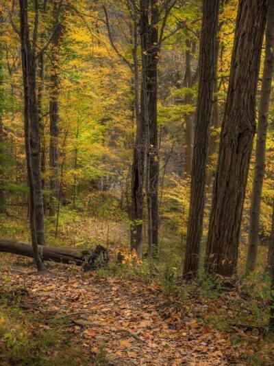Tom & Jane Dustin, Robert and Rosella C. Johnson, Whitehurst Nature Preserves - Huntertown, IN