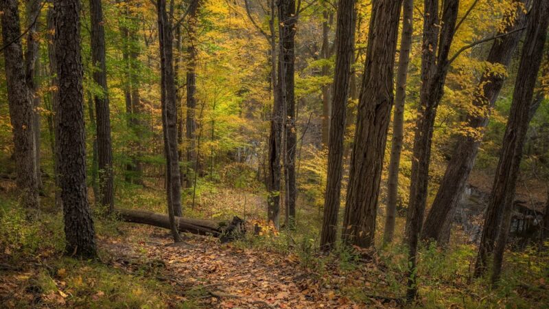 Tom & Jane Dustin, Robert and Rosella C. Johnson, Whitehurst Nature Preserves - Huntertown, IN