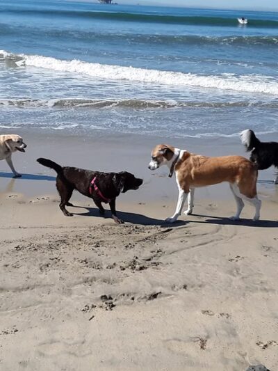 Dog Beach - Huntington Beach, CA