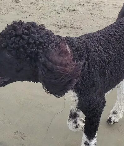 Dog Beach - Huntington Beach, CA