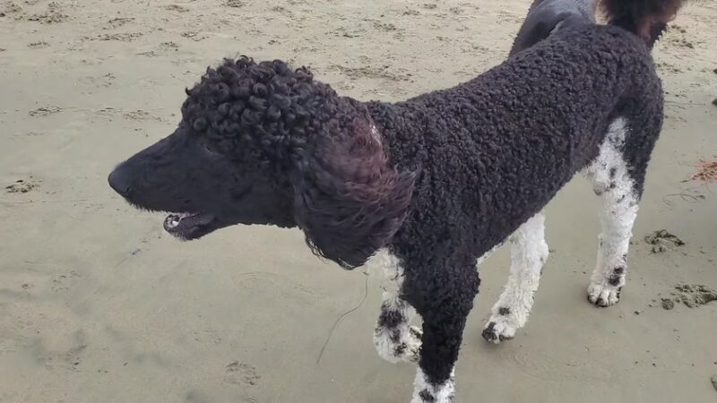 Dog Beach - Huntington Beach, CA