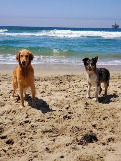 Dog Beach - Huntington Beach, CA