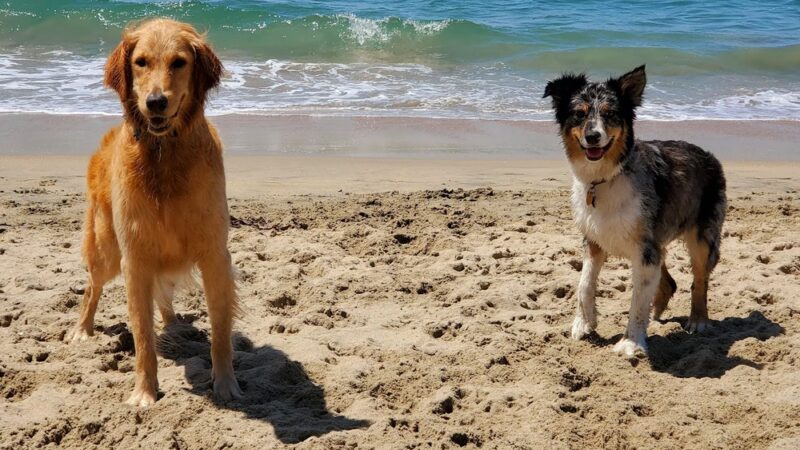Dog Beach - Huntington Beach, CA