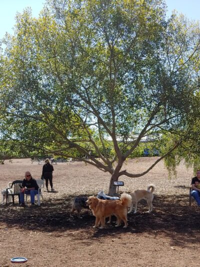 Central Park Dog Park - Huntington Beach, CA