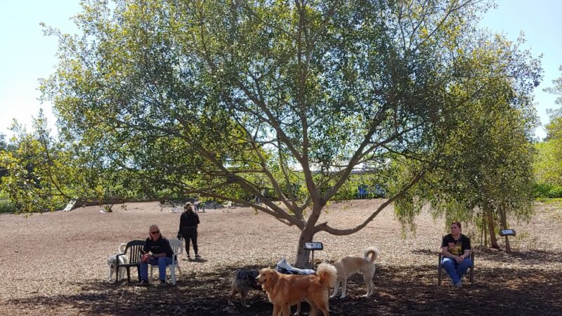 Central Park Dog Park - Huntington Beach, CA