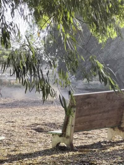 Central Park Dog Park - Huntington Beach, CA