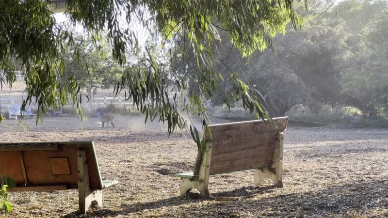 Central Park Dog Park - Huntington Beach, CA