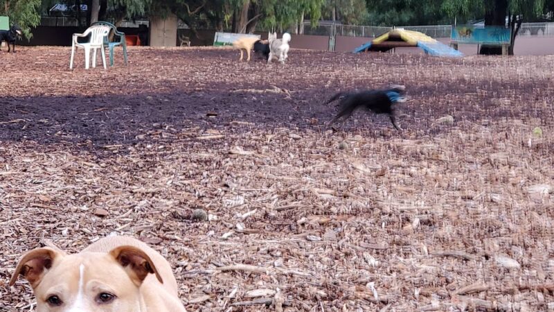 Central Park Dog Park - Huntington Beach, CA