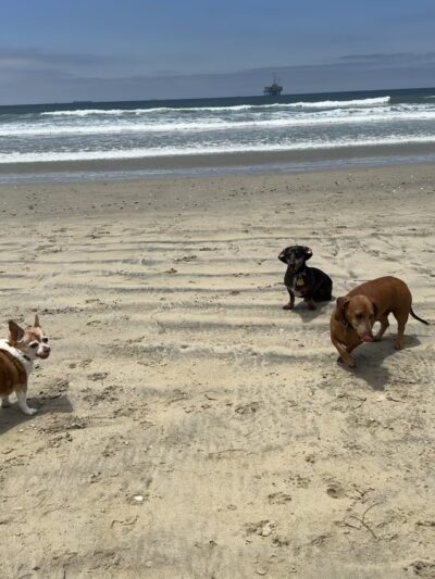 Dog Beach | Huntington Beach - Huntington Beach, CA